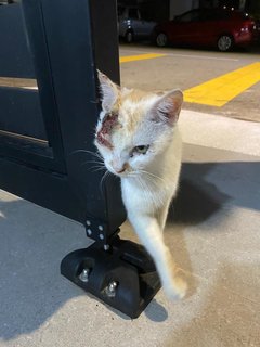 Cutie - Domestic Short Hair Cat