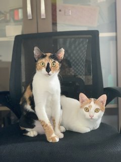 Pixie And Pikelet - Domestic Short Hair Cat