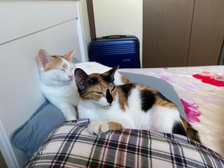 Pixie And Pikelet - Domestic Short Hair Cat