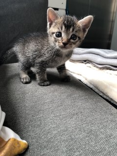 Boots &amp; Socks - Domestic Short Hair Cat