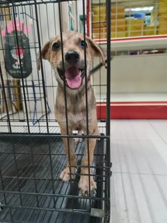 Star (K) - Mixed Breed Dog