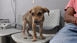 Star (K) - Mixed Breed Dog