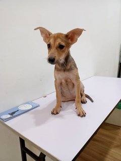 Star (K) - Mixed Breed Dog