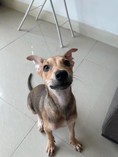 Star (K) - Mixed Breed Dog