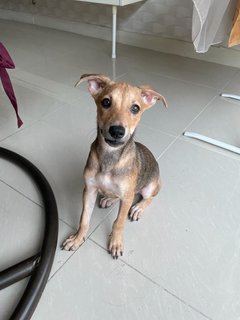 Star (K) - Mixed Breed Dog