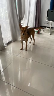 Star (K) - Mixed Breed Dog