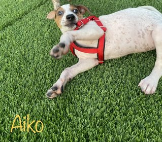 Aiko &amp; Amaya - Mixed Breed Dog