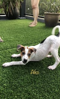 Aiko &amp; Amaya - Mixed Breed Dog