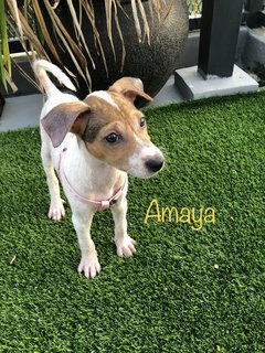 Aiko &amp; Amaya - Mixed Breed Dog