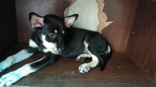 Mono - Doberman Pinscher Mix Dog