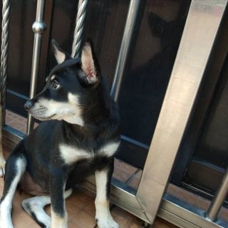 Mono - Doberman Pinscher Mix Dog