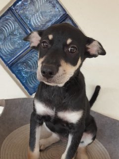 Mono - Doberman Pinscher Mix Dog