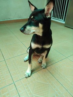 Mono - Doberman Pinscher Mix Dog