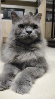 Oggy - Domestic Long Hair + Persian Cat