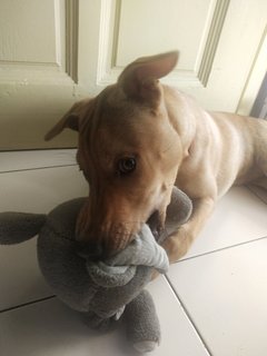 Me with my favorite stuffed animal.. Mr. Elephant 