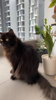 Rory - Persian Cat