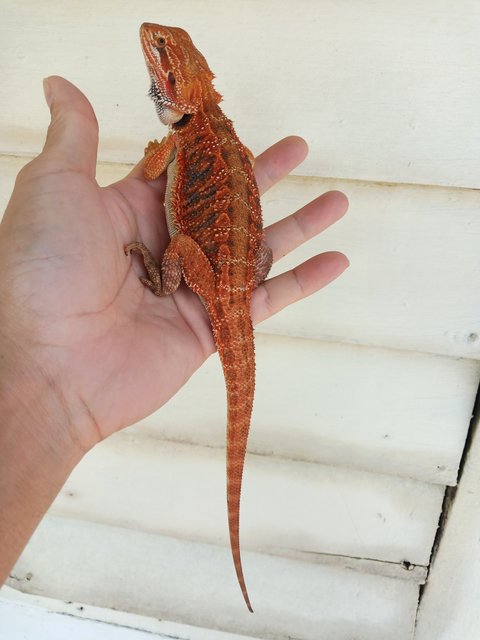 Bearded Dragon  - Lizard Reptile