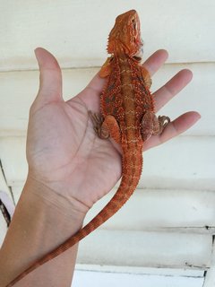 Bearded Dragon  - Lizard Reptile