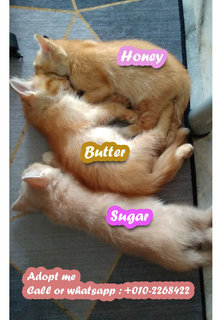 Butter, Sugar &amp; Honey - Domestic Short Hair Cat