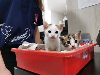 Babies - Domestic Short Hair Cat