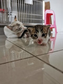 Babies - Domestic Short Hair Cat