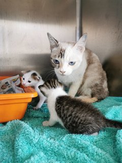 Babies - Domestic Short Hair Cat