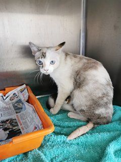 Babies - Domestic Short Hair Cat