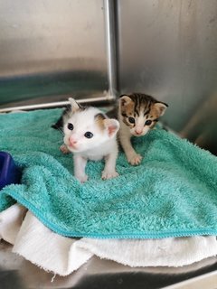 Babies - Domestic Short Hair Cat