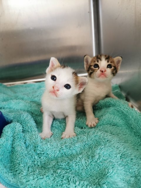 Babies - Domestic Short Hair Cat