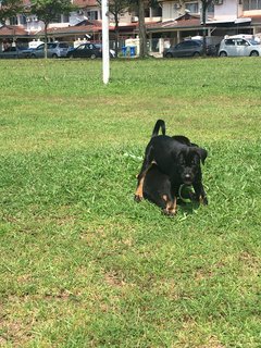 Toast - Mixed Breed Dog