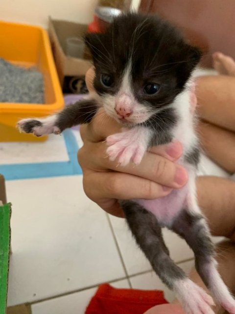 Black &amp; White - Domestic Medium Hair Cat