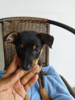 Coco Chihiro - Mixed Breed Dog