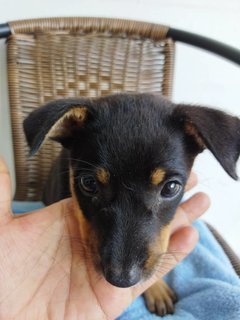 Coco Chihiro - Mixed Breed Dog