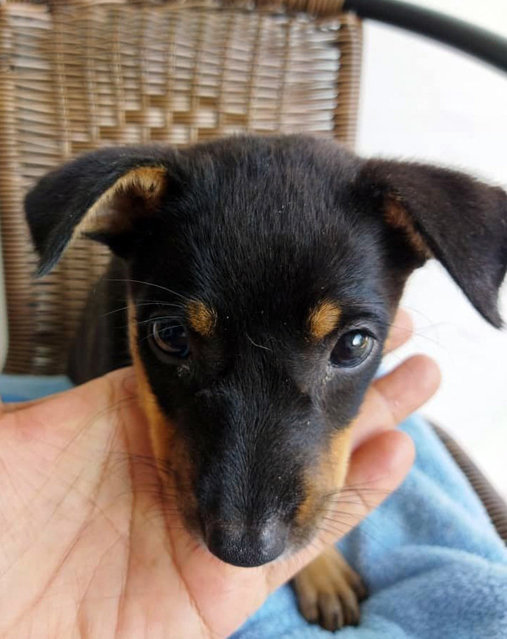 Coco Chihiro - Mixed Breed Dog