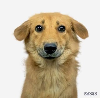 Miyoyo - Golden Retriever Mix Dog