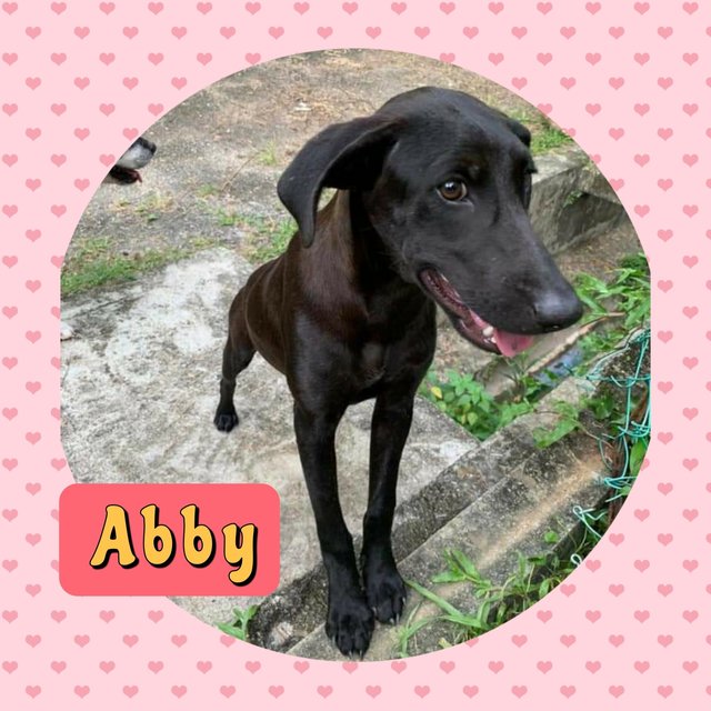 Lady Abigail Blacksworth (Abby) - Mixed Breed Dog