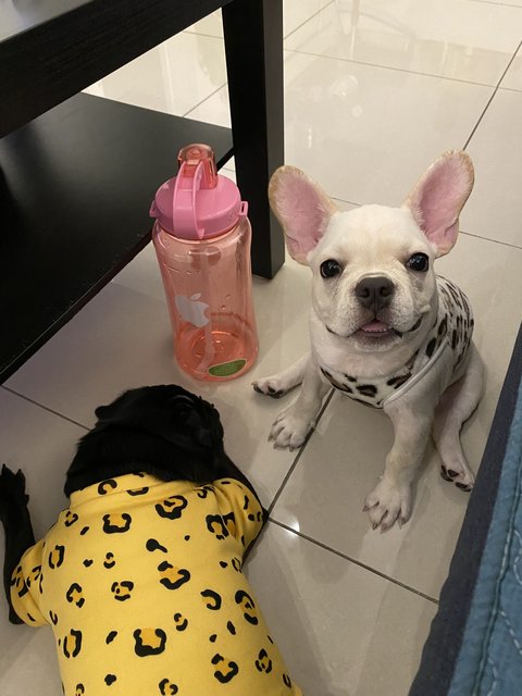 Pipi  - French Bulldog Dog