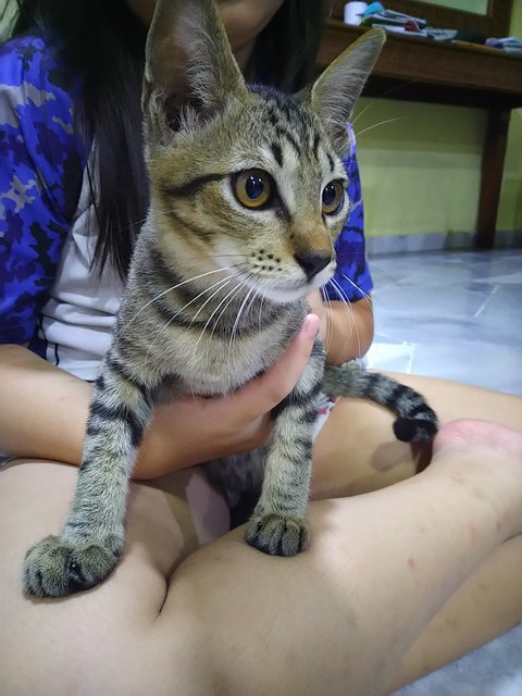 Long - Domestic Short Hair Cat