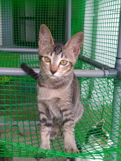 Long - Domestic Short Hair Cat