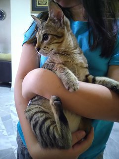 Long - Domestic Short Hair Cat