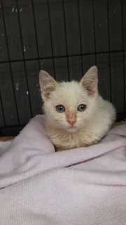 Snow,cloud - Domestic Short Hair Cat