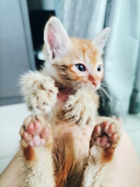 Red Tabby Orange Ginger Kitten - Tabby + Domestic Medium Hair Cat