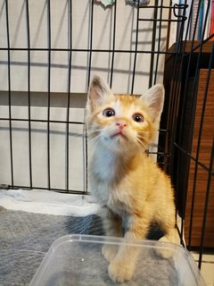 Red Tabby Orange Ginger Kitten - Tabby + Domestic Medium Hair Cat