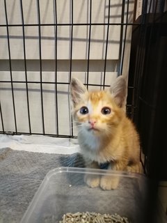 Red Tabby Orange Ginger Kitten - Tabby + Domestic Medium Hair Cat