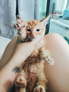 Red Tabby Orange Ginger Kitten - Tabby + Domestic Medium Hair Cat