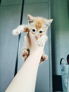 Red Tabby Orange Ginger Kitten - Tabby + Domestic Medium Hair Cat