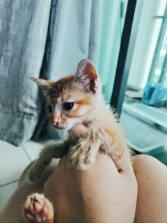 Red Tabby Orange Ginger Kitten - Tabby + Domestic Medium Hair Cat