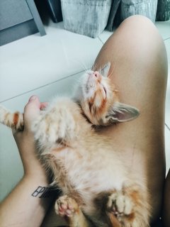 Red Tabby Orange Ginger Kitten - Tabby + Domestic Medium Hair Cat