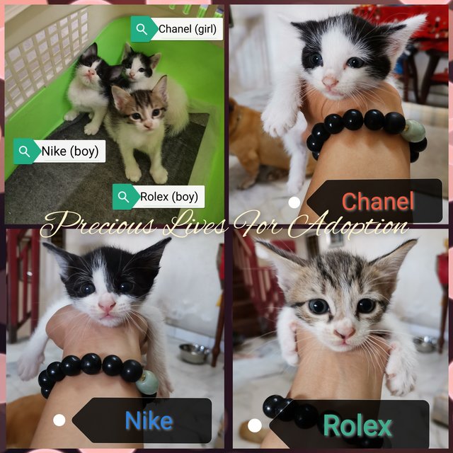 Rolex &amp; Chanel - Domestic Short Hair + Tabby Cat