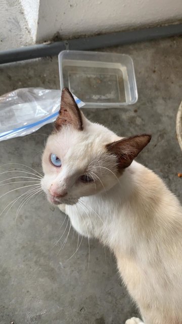 Suki - Siamese Cat